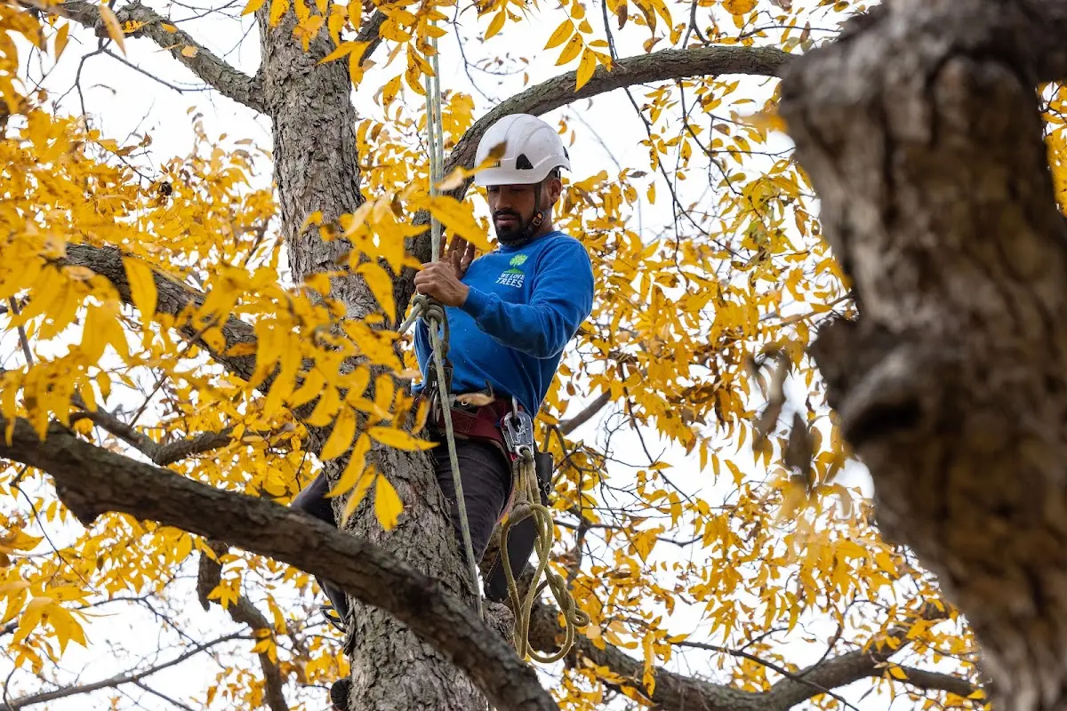 Skilled Tree Pruning crew working in Troy